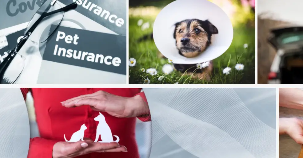 Top 10 Pet Insurance Companies in the UK (2024)