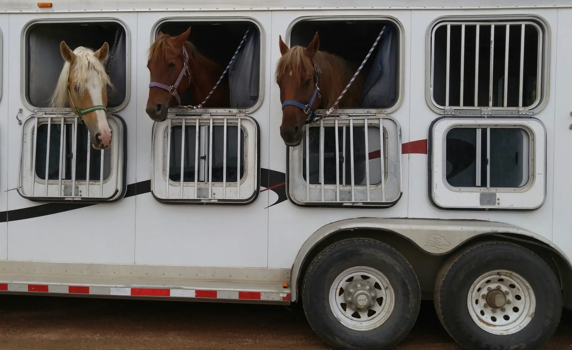 horse transport companies uk
