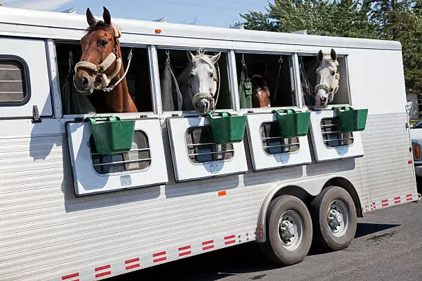 international horse transport uk